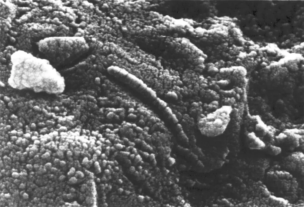 Electron microscope image of tube-like structures in the Martian meteorite ALH84001