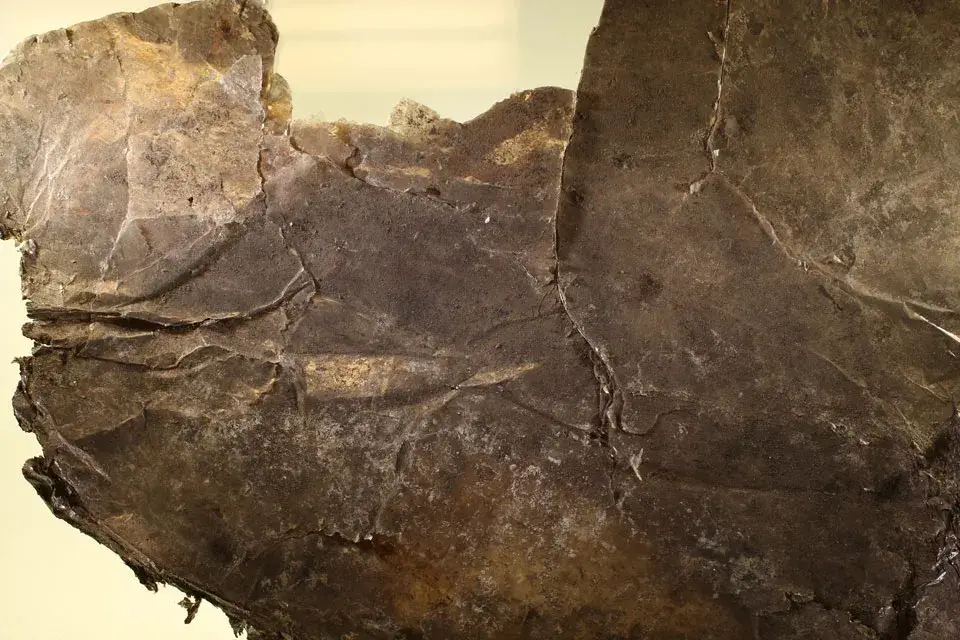 Large dark slab of mica with ridged, flaking cleavage surfaces from an Ohio Hopewell site