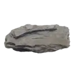 Layered gray shale rock specimen on white background