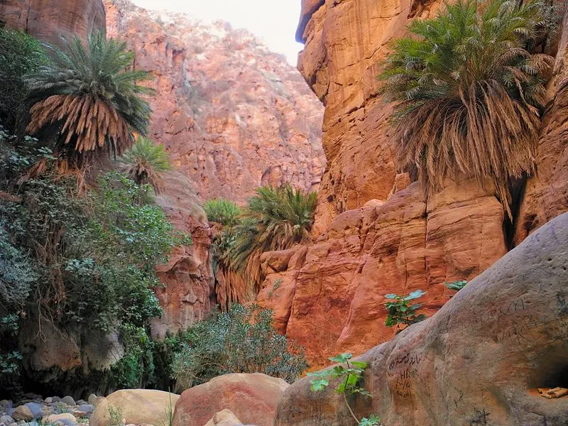Red rock canyon with palm trees and vegetation (Wadi)