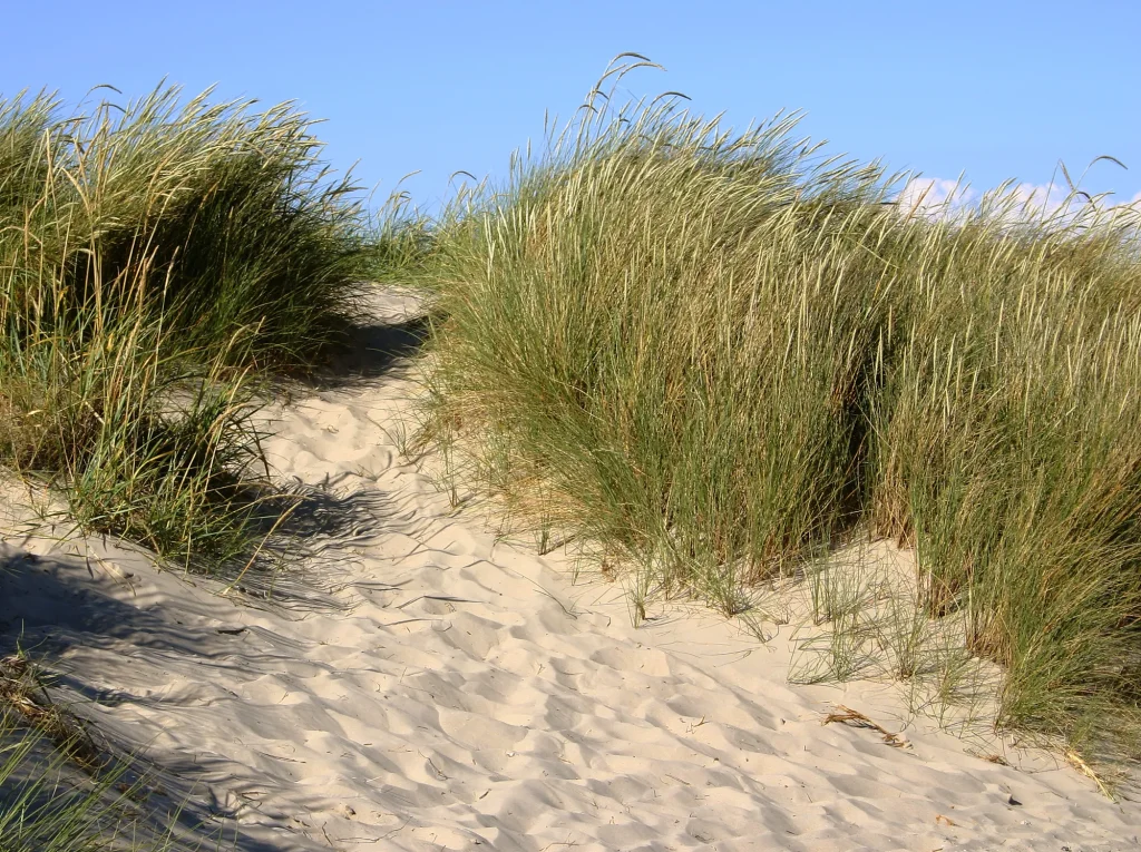 Sendero arenoso entre dunas cubiertas de gramíneas de playa (duna amarilla)