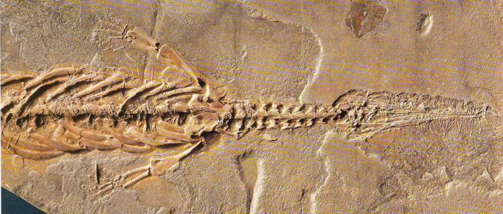 Fósil de un antiguo reptil marino incrustado en la roca (fosilización)