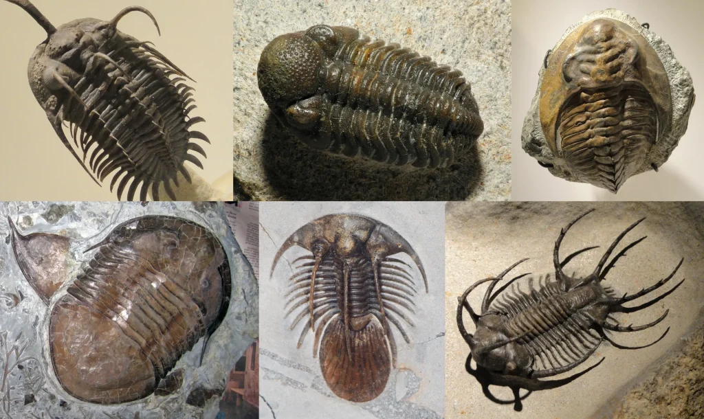 Varios trilobites fósiles de distintas especies