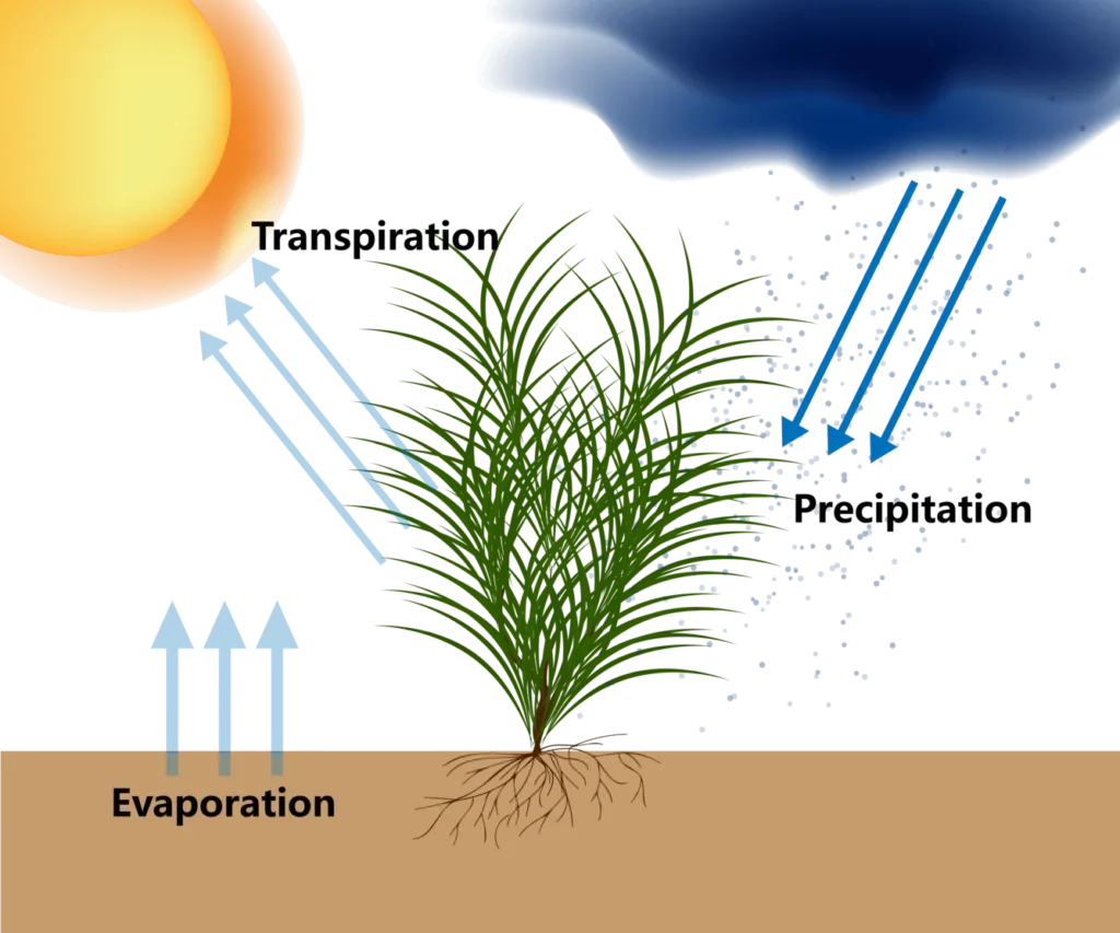 Ilustración de los procesos del ciclo del agua en las plantas (evapotranspiración)