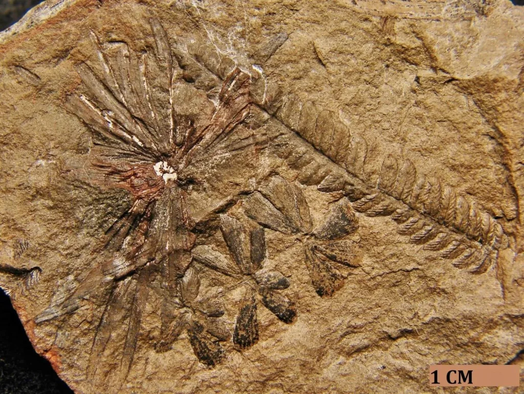 Hojas fósiles de helecho conservadas en una roca sedimentaria (Sphenophyllum)