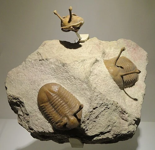 Asaphus kowalewskii Middle Ordovician trilobite fossil with characteristic eye stalks, a victim of the Late Ordovician mass extinction