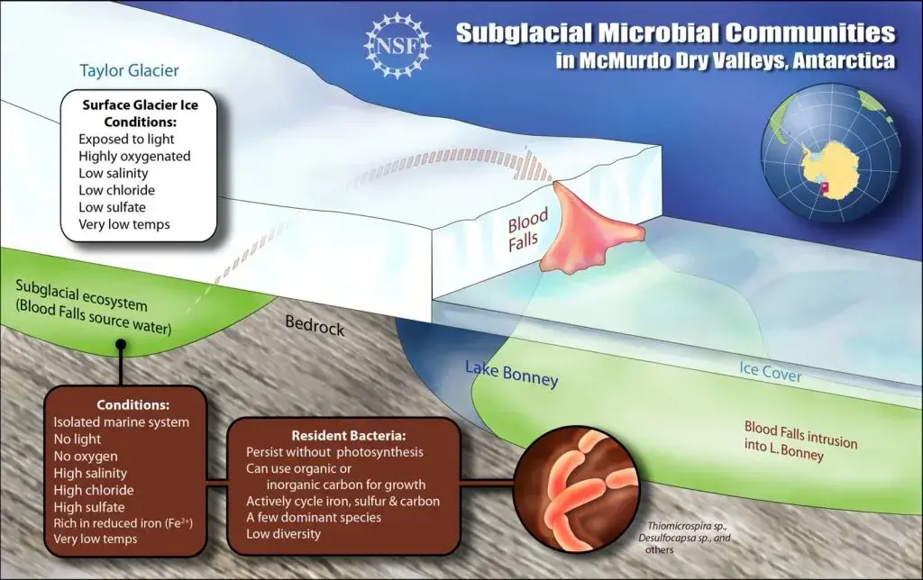 Schematic cross-section of Blood Falls showing iron-rich subglacial brine beneath Taylor Glacier rising to the surface, oxidising red on contact with air, and hosting a microbial community sealed beneath the ice