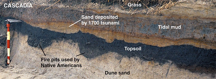 Sediment layer in an Oregon coastal section showing a thin sand bed deposited by the 1700 Cascadia tsunami, overlying buried marsh peat.