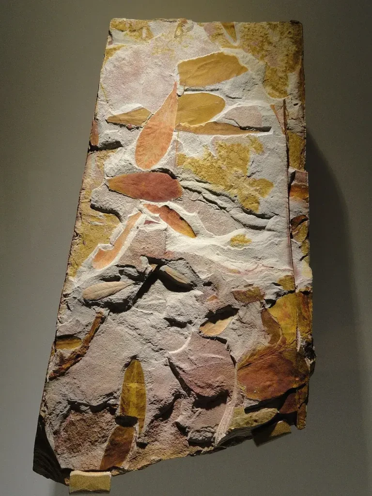 Fossil leaf of Glossopteris, a dominant Permian tree of southern Gondwana, extinct at the end-Permian mass extinction boundary.