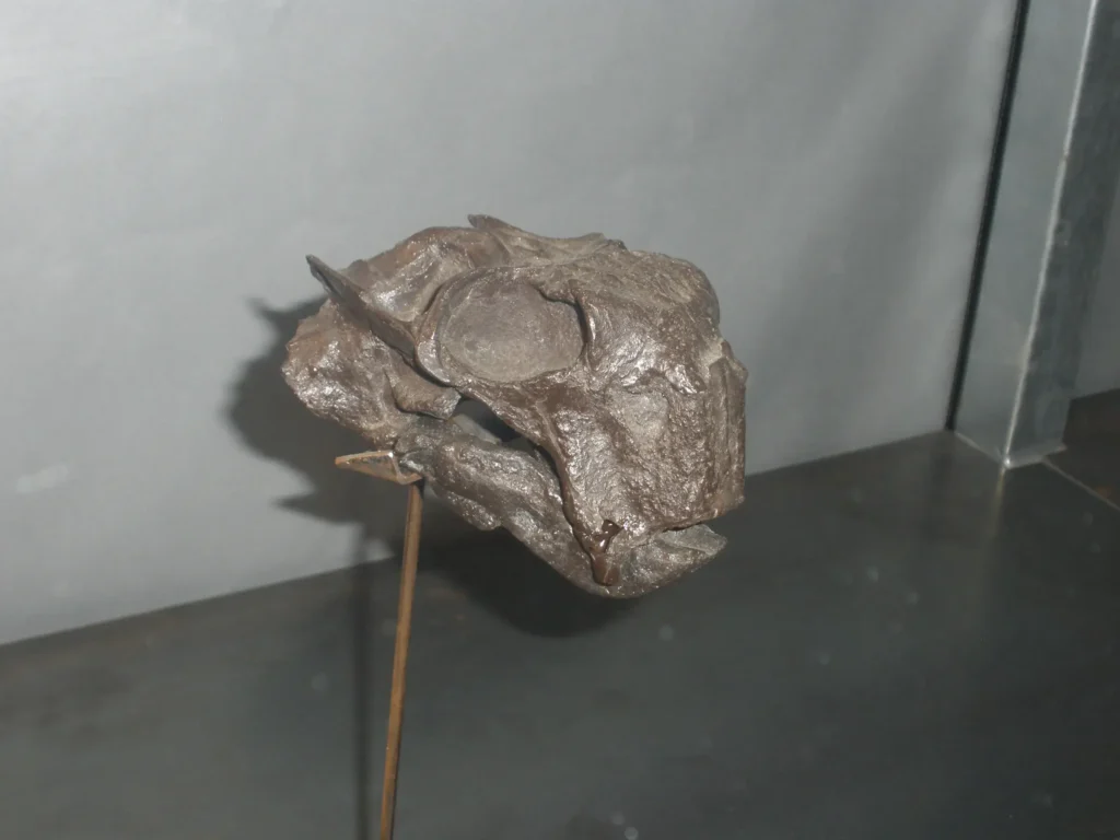 Skull of Lystrosaurus, the disaster taxon dicynodont that dominated earliest Triassic terrestrial faunas after the great dying.