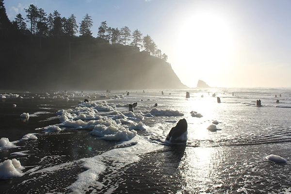 Stumps of an old Sitka spruce forest exposed at low tide on the beach at Neskowin, Oregon — a ghost forest left by abrupt coastal subsidence in the 1700 Cascadia earthquake.