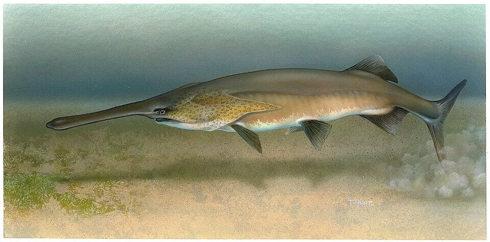 Illustration of American paddlefish Polyodon spathula in lateral view showing long paddle-shaped rostrum
