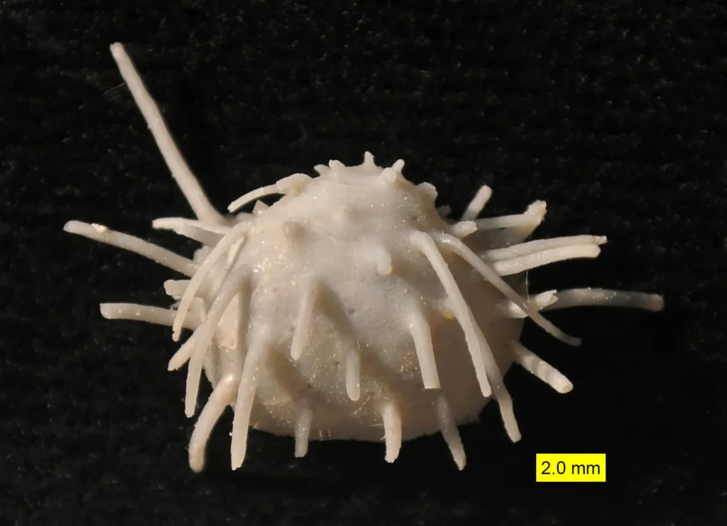 A productid brachiopod fossil from the Permian of Texas, representing the heavily calcifying marine fauna devastated by the end-Permian extinction.
