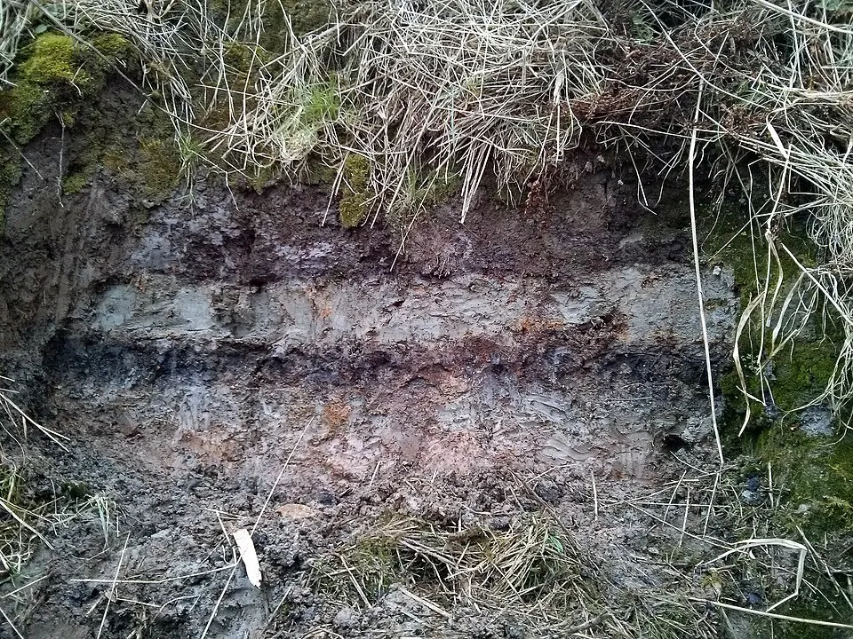 Photograph of a grey sand layer of Storegga tsunami sediment sandwiched between two darker peat horizons in coastal cliff section at Maryton, Montrose Basin, eastern Scotland