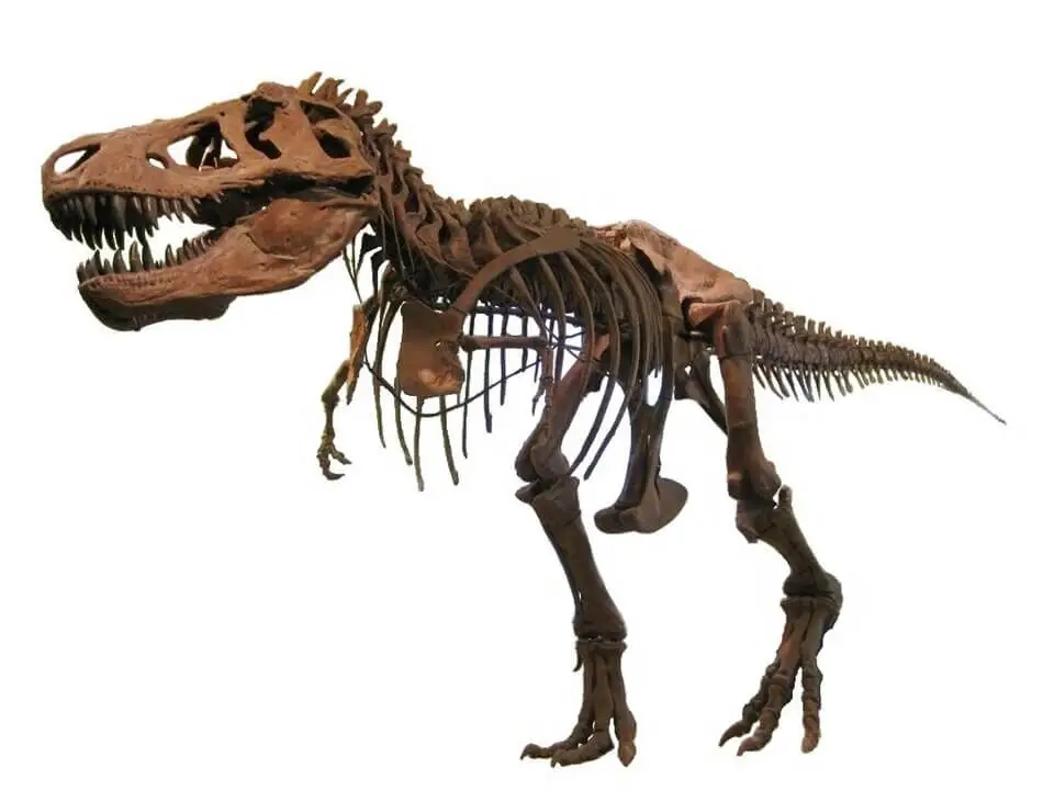 Tyrannosaurus rex AMNH 5027 mounted skeleton in lateral view, isolated on white background