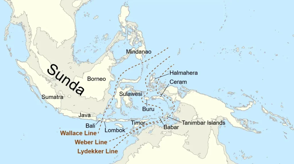 Map of the Indonesian archipelago showing the Sunda and Sahul continental shelves with the Wallace Line, Weber Line, and Lydekker Line dividing Asian and Australasian biogeographic zones