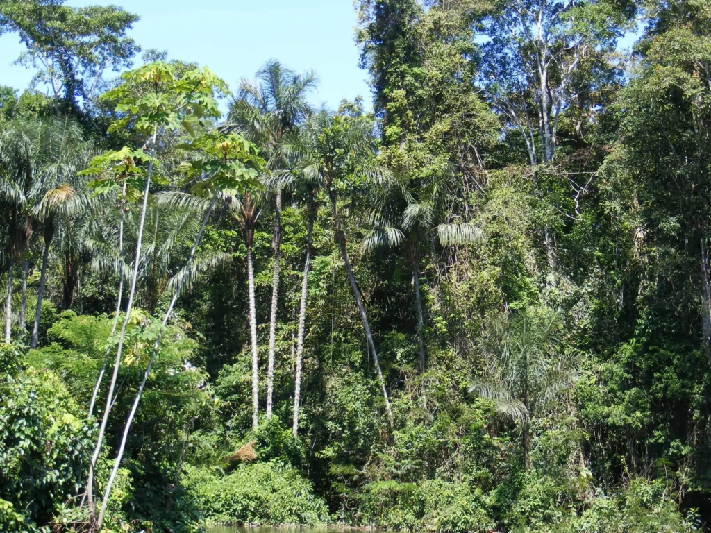 Dense Amazon rainforest in the Loreto region of Peru, the ecosystem surrounding the Boiling River