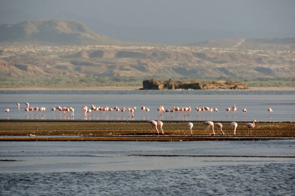 A dense flock of lesser flamingos wading in the shallow alkaline water of Lake Natron