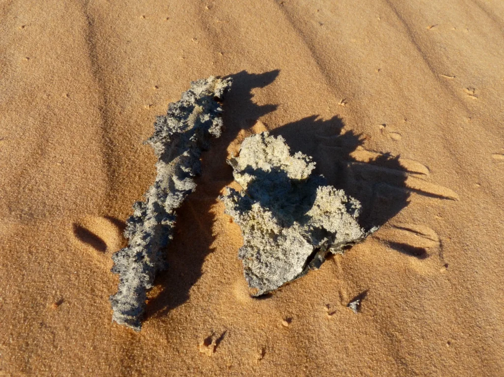 Several slender sand fulgurite tubes collected from the desert in the Adrar region of Mauritania
