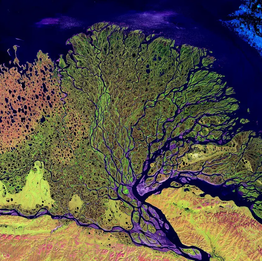 Satellite image of the Lena River delta, a branching fan of river channels and sediment