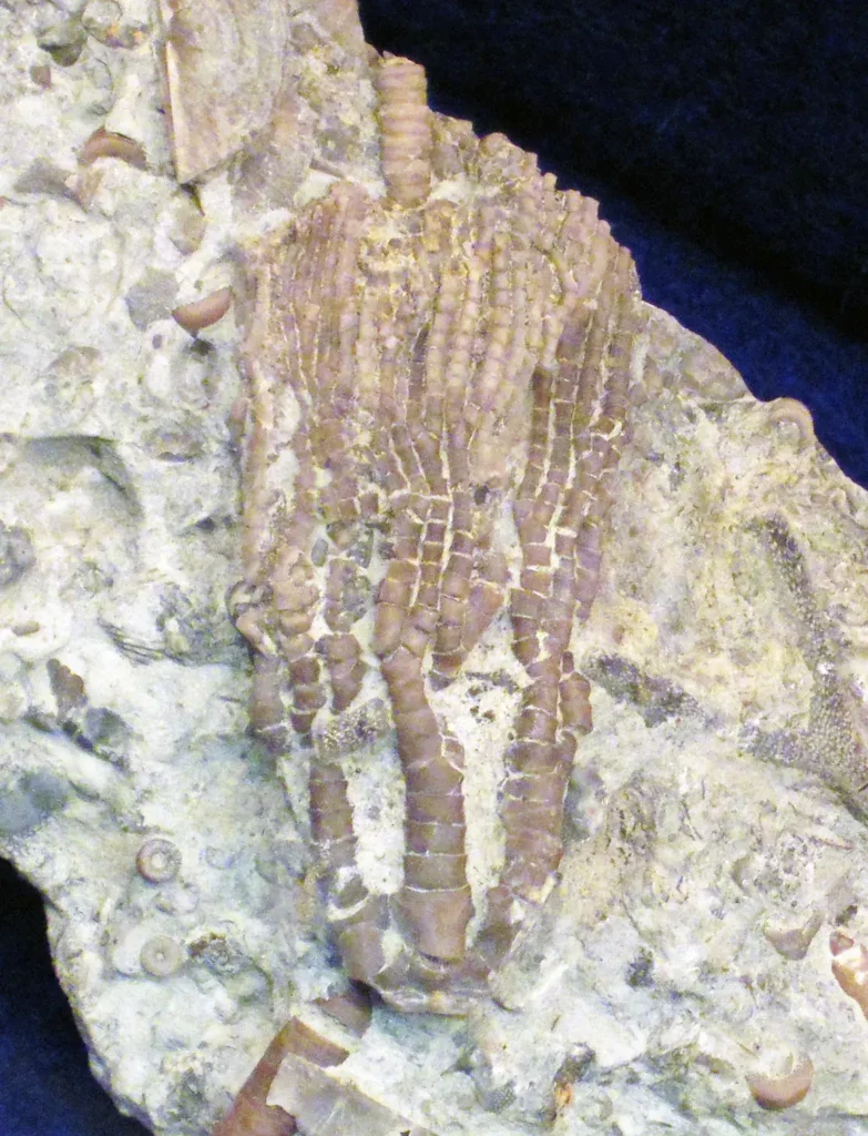 Close-up of fossilized crinoid stem segments (ossicles), the disc-shaped columnals of a sea lily, weathering out of Upper Ordovician limestone.