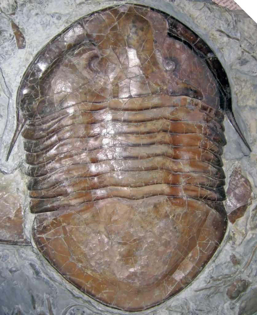 An Ordovician trilobite fossil, an example of the marine animals whose broken fragments are entombed in the limestone at the summit of Mount Everest.