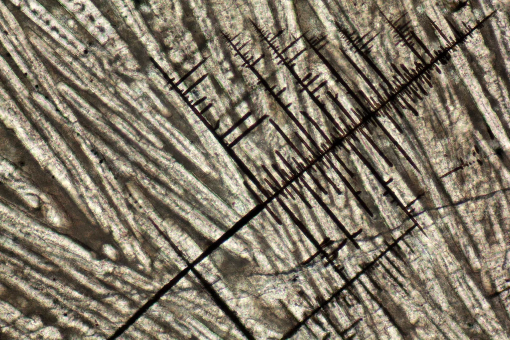 Photomicrograph of skeletal, dendritic magnetite crystals in a thin section of komatiite