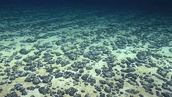 Manganese nodules covering the seafloor