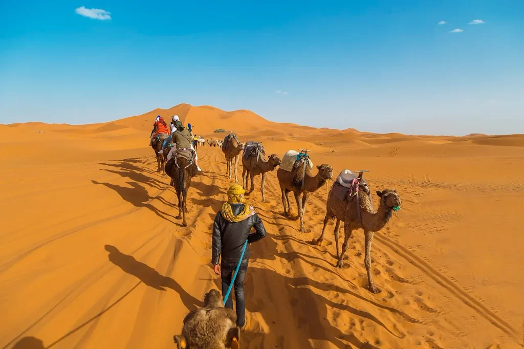 A camel caravan crossing sand dunes in the Sahara Desert, Morocco