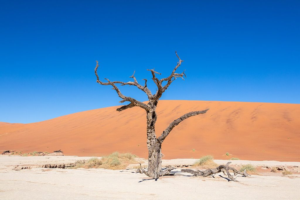 Dead camel-thorn trees on the white clay pan of Deadvlei, Namibia