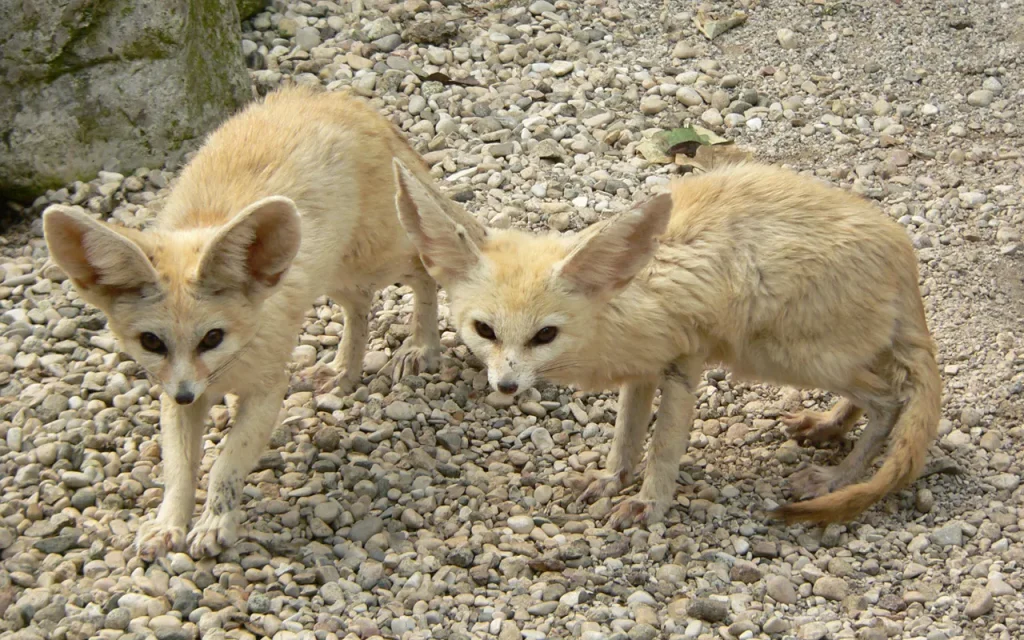 Two fennec foxes with large ears