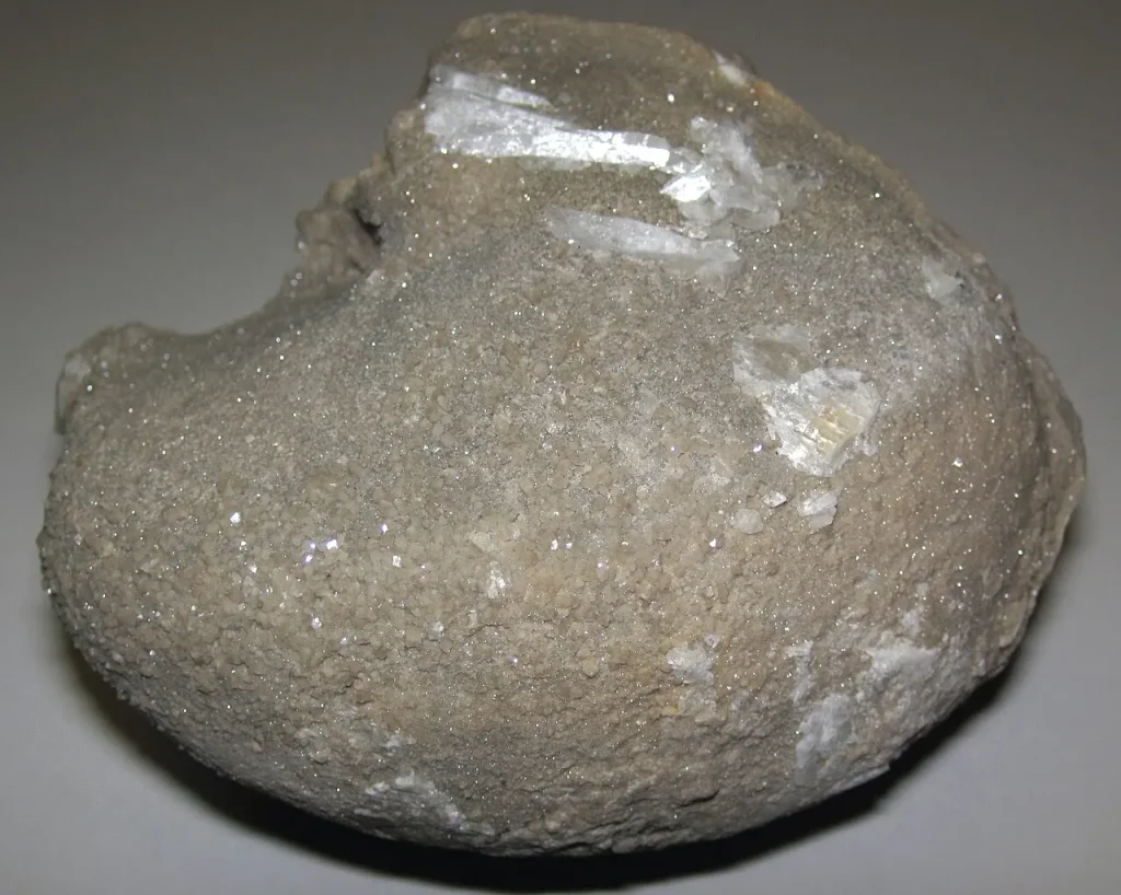 A large fossil clam preserved in grey Silurian dolostone from a quarry at Clay Center, Ohio