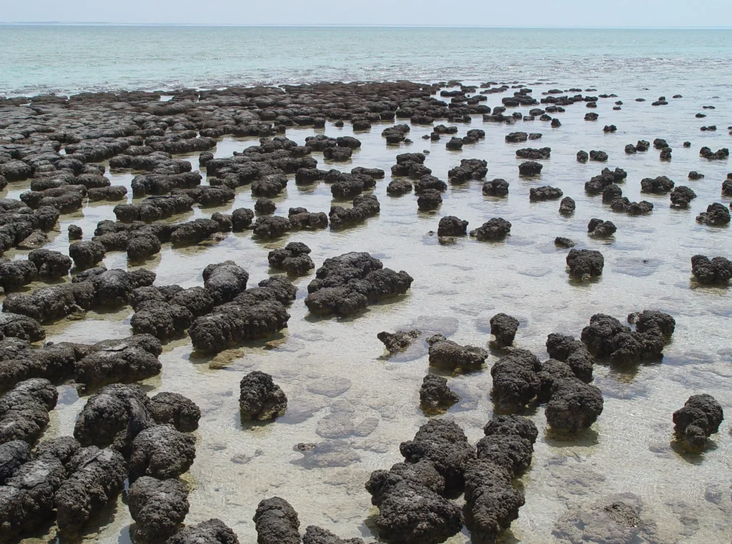 Living stromatolites in the shallow water of Shark Bay, Western Australia