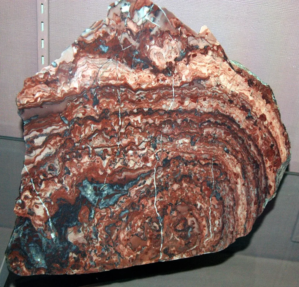 Polished slab of pink and grey stromatolitic dolostone showing wavy microbial laminations, from the Kona Dolomite of Michigan