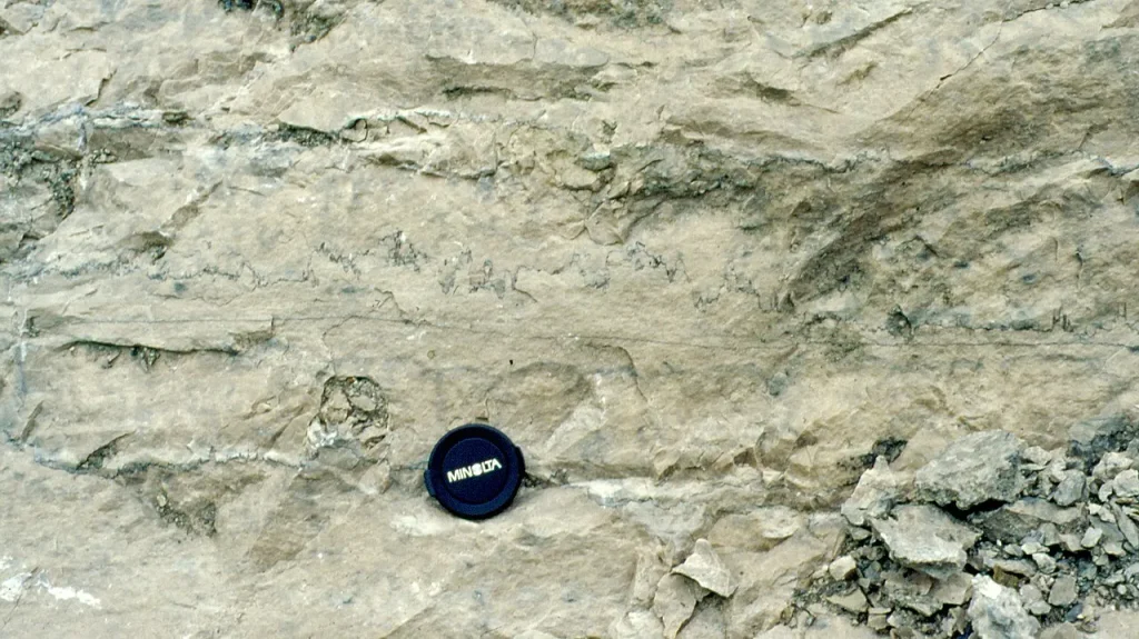 A jagged dark stylolite seam running through pale grey Silurian dolostone