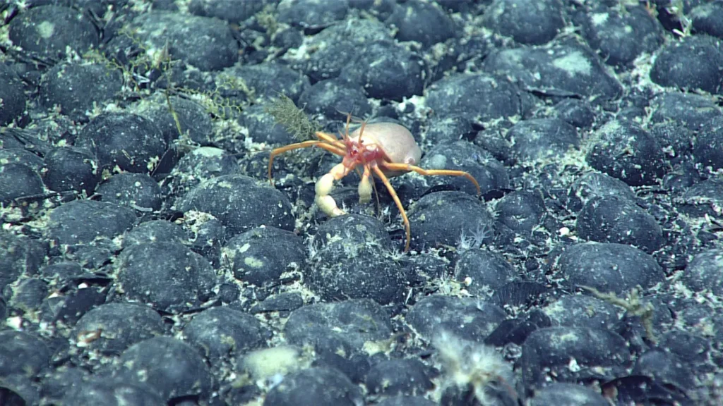 A hermit crab and coral crossing a field of nodules on the seafloor