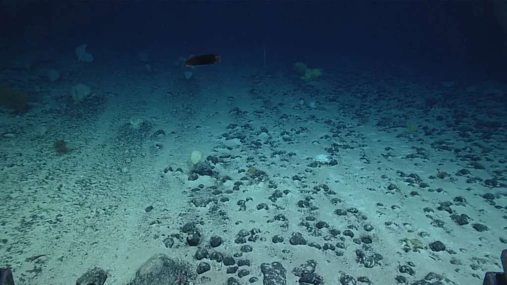 An extensive field of ferromanganese nodules on the seafloor