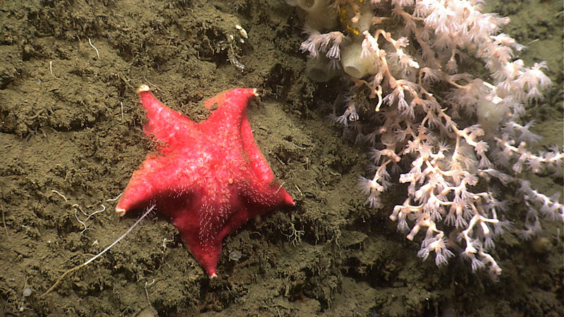 A batstar, octocorals, and sponges on the steep rocky wall of Norfolk Canyon, a submarine canyon off the US East Coast