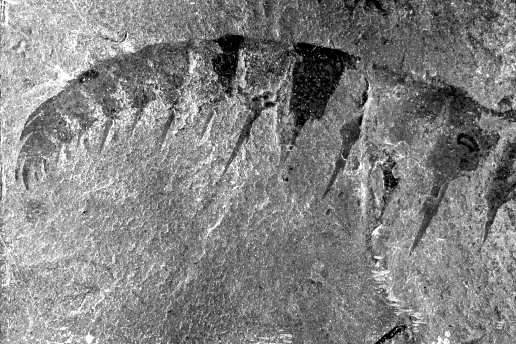 Anomalocaris fossil grasping appendage from the Burgess Shale, an apex predator of the Cambrian explosion