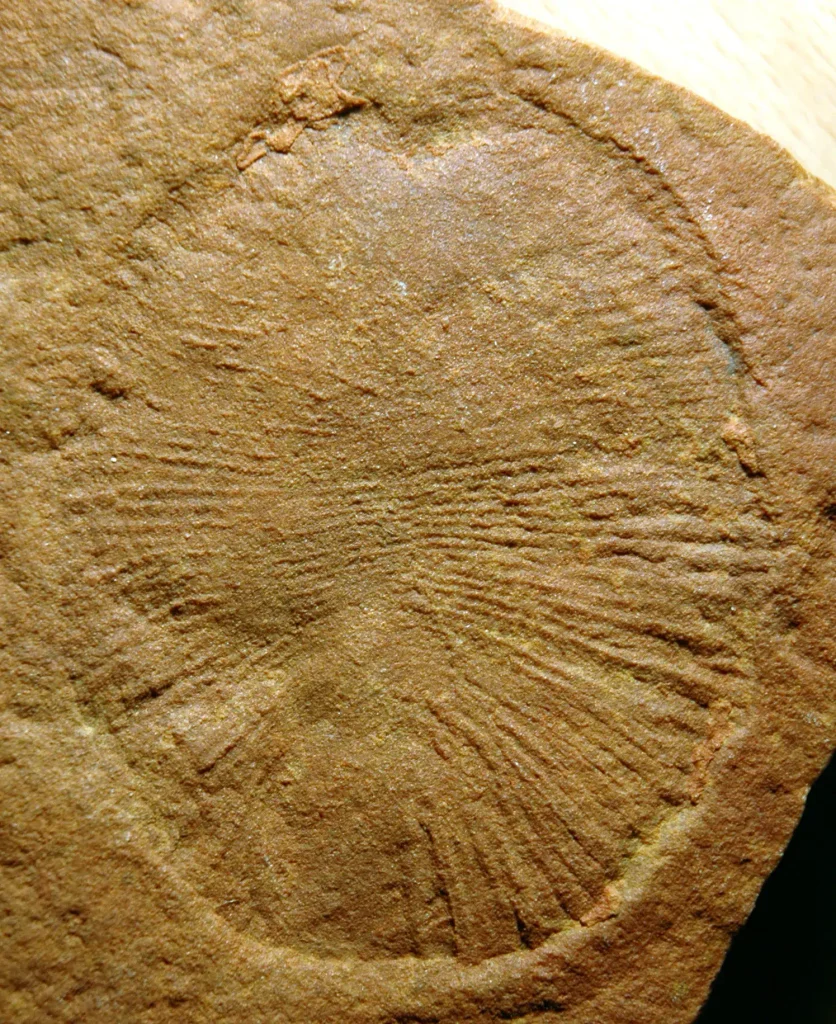 Dickinsonia costata fossil, a soft-bodied Ediacaran organism from before the Cambrian explosion
