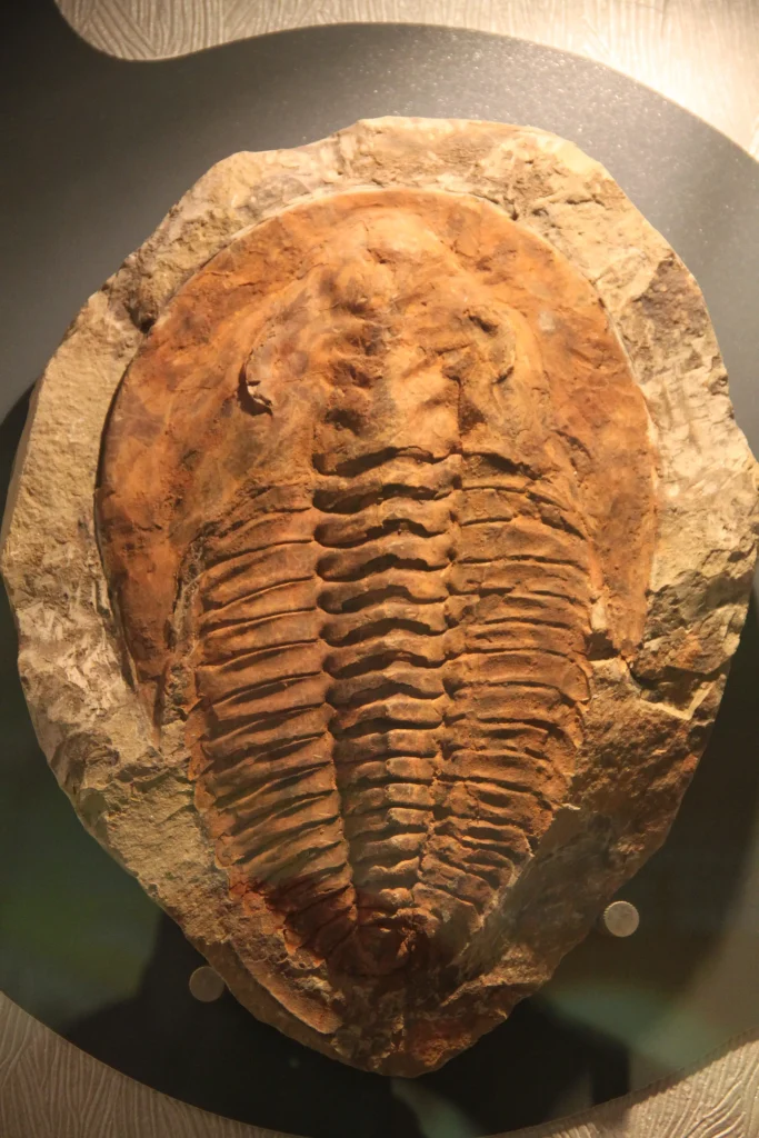Fossil trilobite, an iconic Paleozoic arthropod used as an index fossil