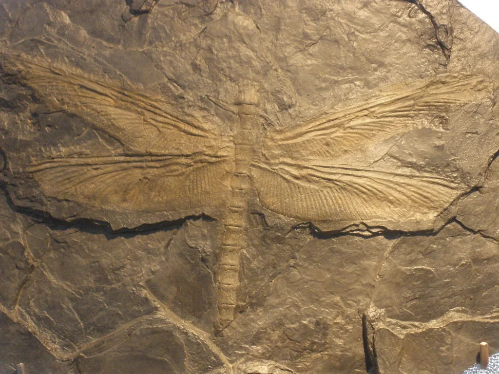 Meganeura fossil, a giant Carboniferous dragonfly-like insect that grew large in oxygen-rich air