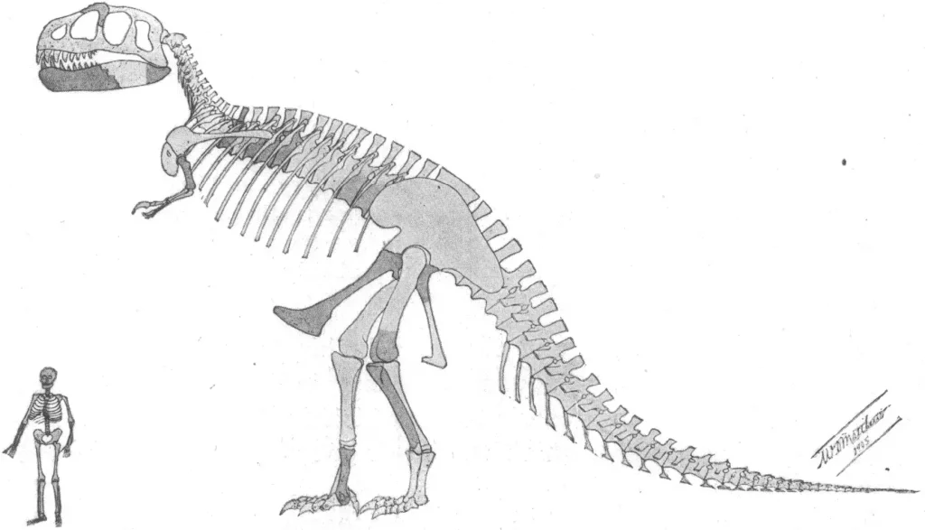 Mounted Tyrannosaurus rex skeleton, an apex predator of the Cretaceous Period